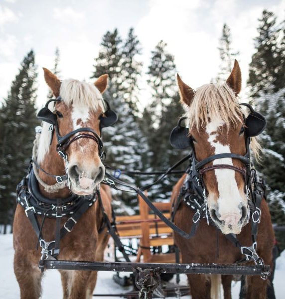lmr.winter.2016.HD.sleigh_ride_m.2e16d0ba.fill-1000x1050